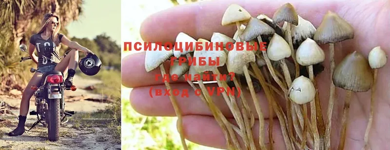 Псилоцибиновые грибы Psilocybe  OMG маркетплейс  Рыбинск 